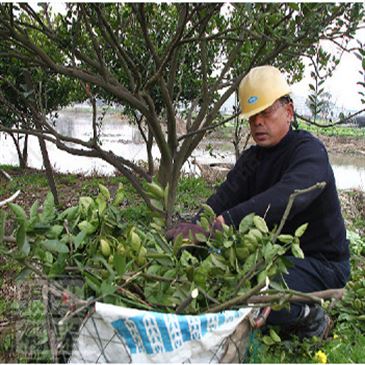 wood-shredder-machinery-for-lawn-forestry- wood-shredder-machinery-for-lawn-forestry-